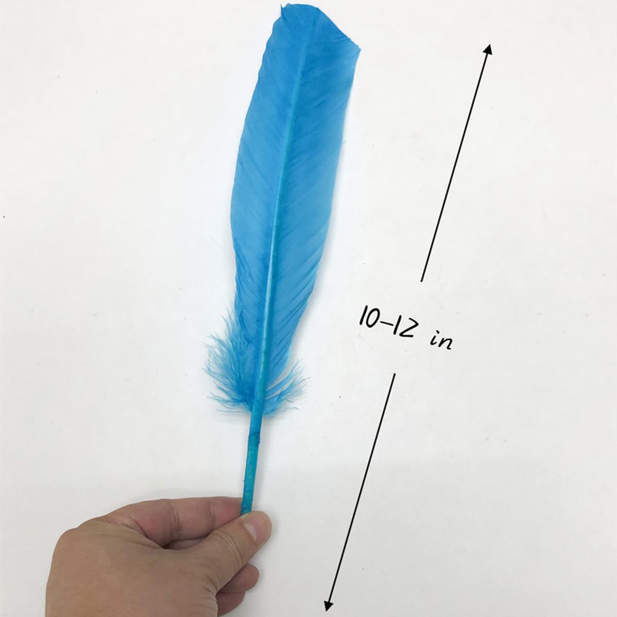 Amazon.com: 24Pcs Lake Blue Turkey Feathers 10~12 inch,Bulk Long 