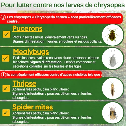 Œufs de larves de chrysopes, traitement bio anti cochenilles farineuses - 2