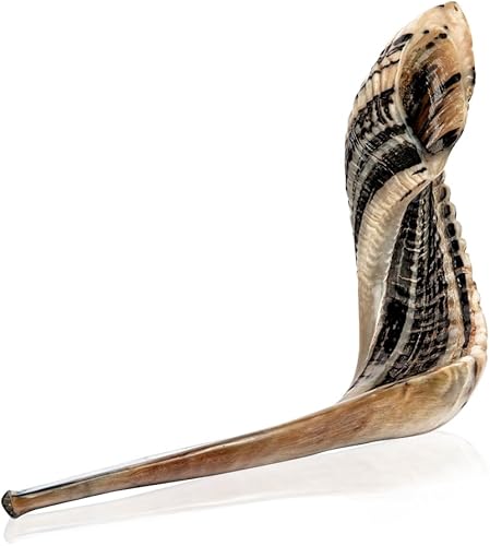 Bocina Kosher Ram Shofar de Israel de 24 a 26 pulgadas, tradicional medio pulido, Tierra Santa, instrumento musical judío antiguo fácil de soplar,