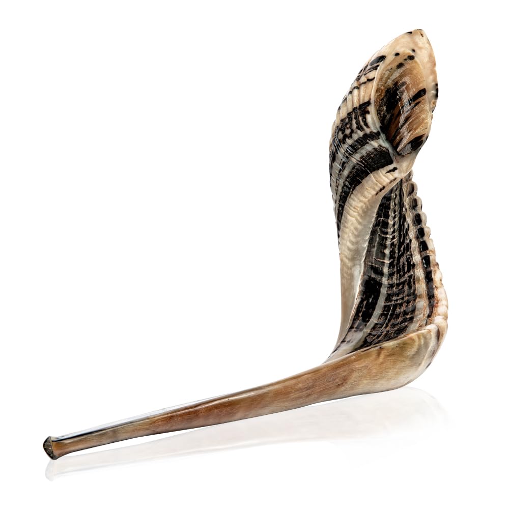 Holy Voice Kosher Ram Shofar Horn from Israel 12"-14" Traditional Half Polished, Holy Land Ancient Jewish Musical Instrument, Smooth Mouthpiece for Easy Blowing, Clear Sound Shofar