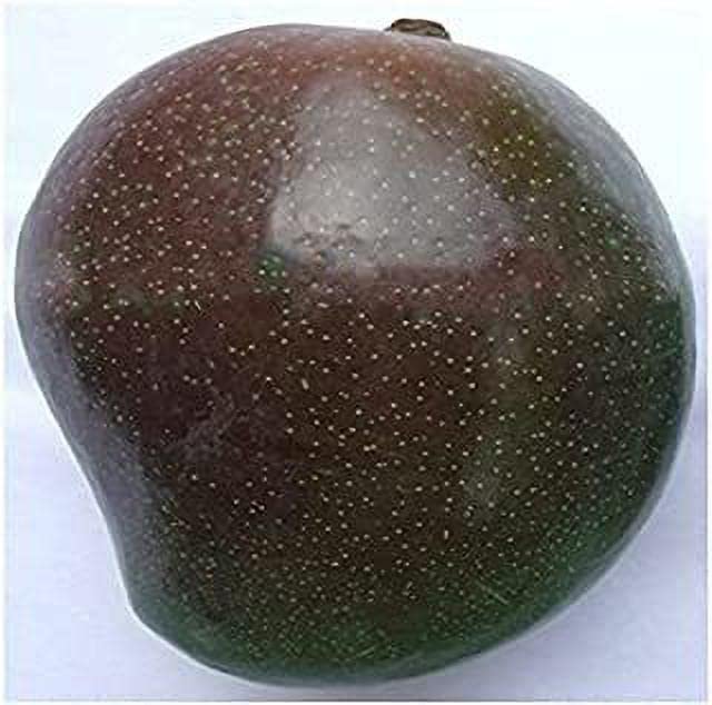 Mohomaya Beautiful Gardening BLACK STONE MANGO - |BLACK STONE MANGO