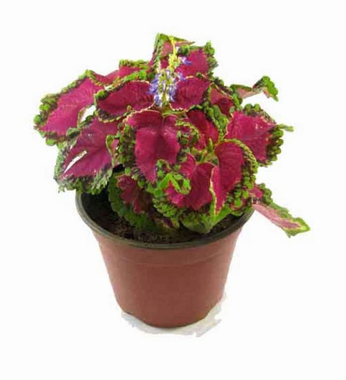 WoFLoo Coleus Live Plant || Coleus Medicinal Live plant Leaves with Black Pot (1 Helthey live Plant) (B0BXH1HPY3) Amazon Price History, Amazon Price Tracker