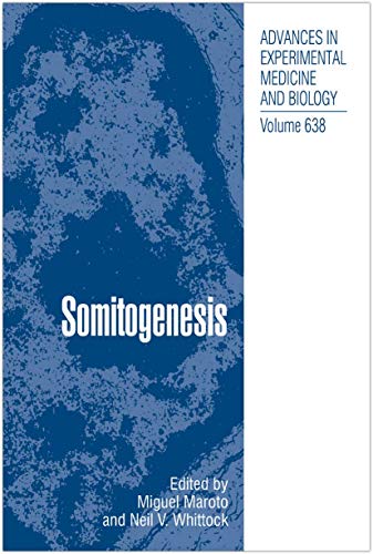 Somitogenesis view 2