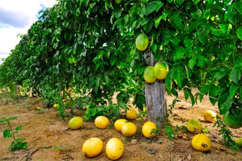 Muda De Maracujá Doce Excelente Cultivo Para Produzir