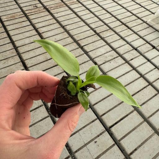 Amazon.com: Generic Philodendron Applanatum - Planta de inicio, natural :  Patio, Csped y Jardn