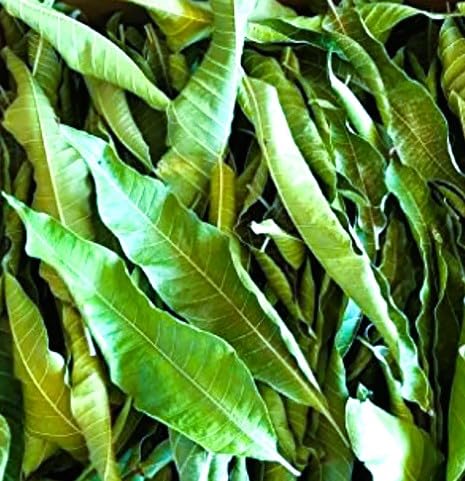 Feuilles de manguier séchées
