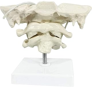 Study Model Educational Model Occiput Model - Human Cervical Spine Model Occipital Bone Model Pvc Material Atlas And Axis With Occipital Bone Model For Medical Teaching Training Aid (Color : A) SaiFei