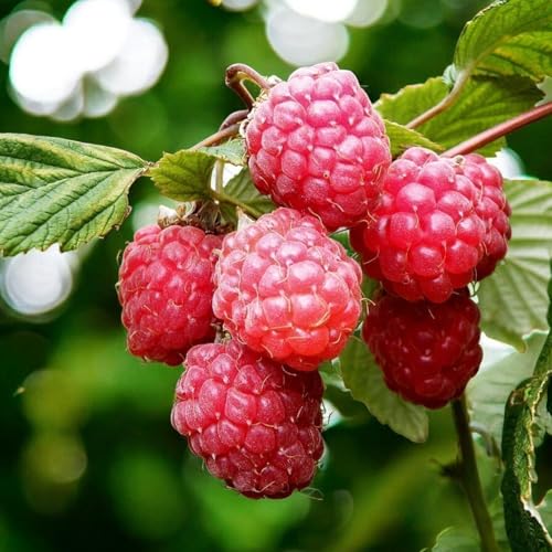 Carbeth Plants Glen Ample Raspberry Fruit Plant in 9cm Pot