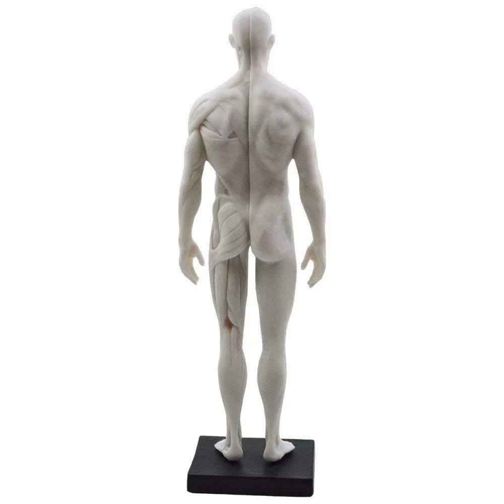 Global - Modelo anatómico musculoskelético de 11 pulgadas para estudio y enseñanza