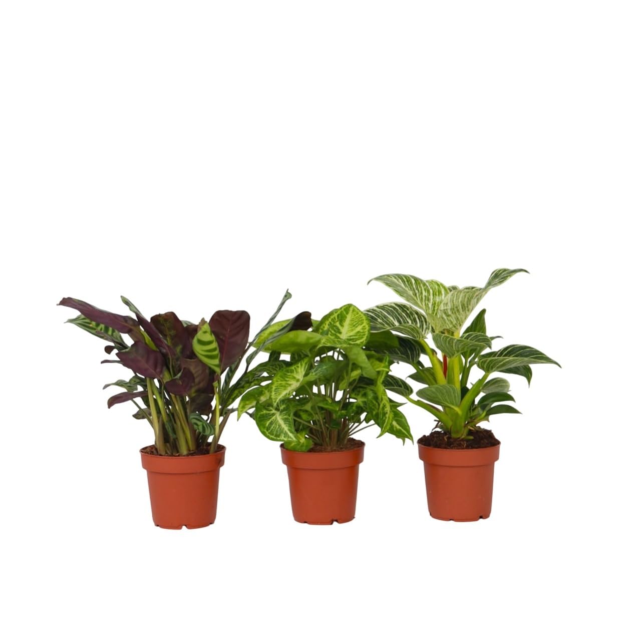 Substrat AIRY Base Pour Pots Purificateurs D'Air - Minéral Naturel Pour Plantes D'Intérieur - Fabriqué En Allemagne