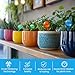 Little Green Leaf Automatic Plant Watering Globes Self Watering Planter Inserts (Set of 4) | Hands Free Multicolor Glass Bulbs | Planter Spikes to Support Indoor & Outdoor Plant Health (350ml)