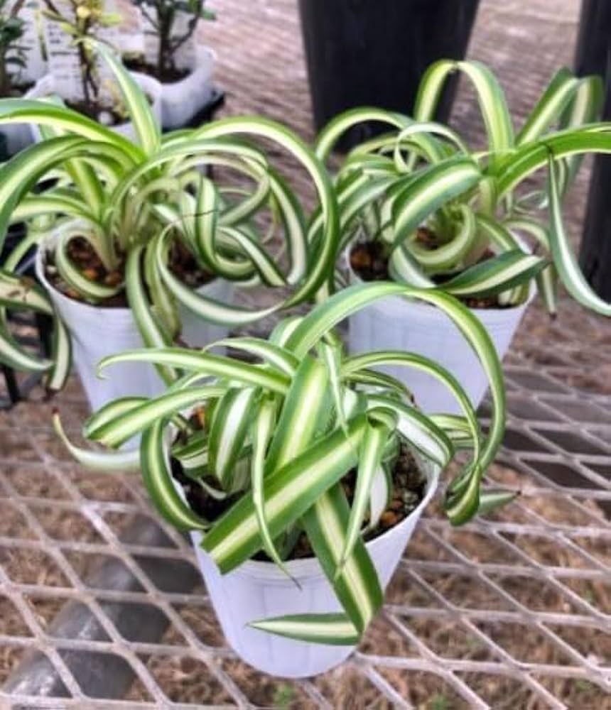 オリヅルラン ボニー 大型株 2 Amazon｜オリヅルラン：ボニー2.5号ポット 2株セット[くるくる