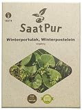 SaatPur