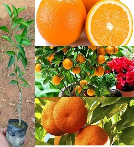 Image of All-Time 12 Months Hybrid GRAFTED Darjeeling Orange Plant Live Fruit Plant Original & Authentic Organic Tree for Outdoor Fast-Growing Fruit Plant Home Gardens Pack Of-1
