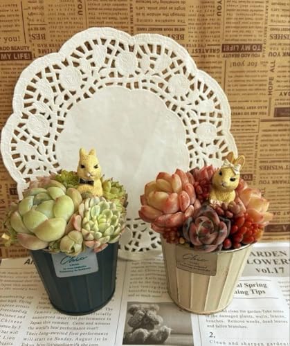 うさぎ 観葉植物」の人気商品一覧 | 安い商品を通販サイトから探す