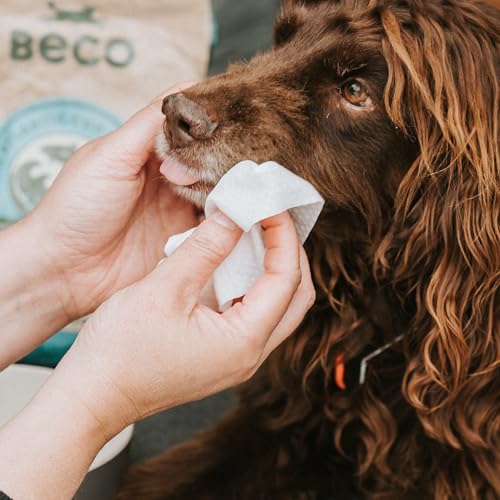 Beco Bambus Hundetücher - Plastikfrei 80 Tücher, Kokosnuss-Duft, Für Pfoten, Körper und Po, Pflanzliche Pflegetücher