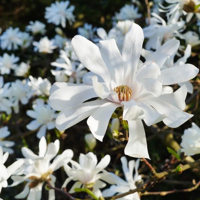 Magnolia stellata 'Royal Star' Double White Scented Flowers in 9cm Pot 3fatpigs®