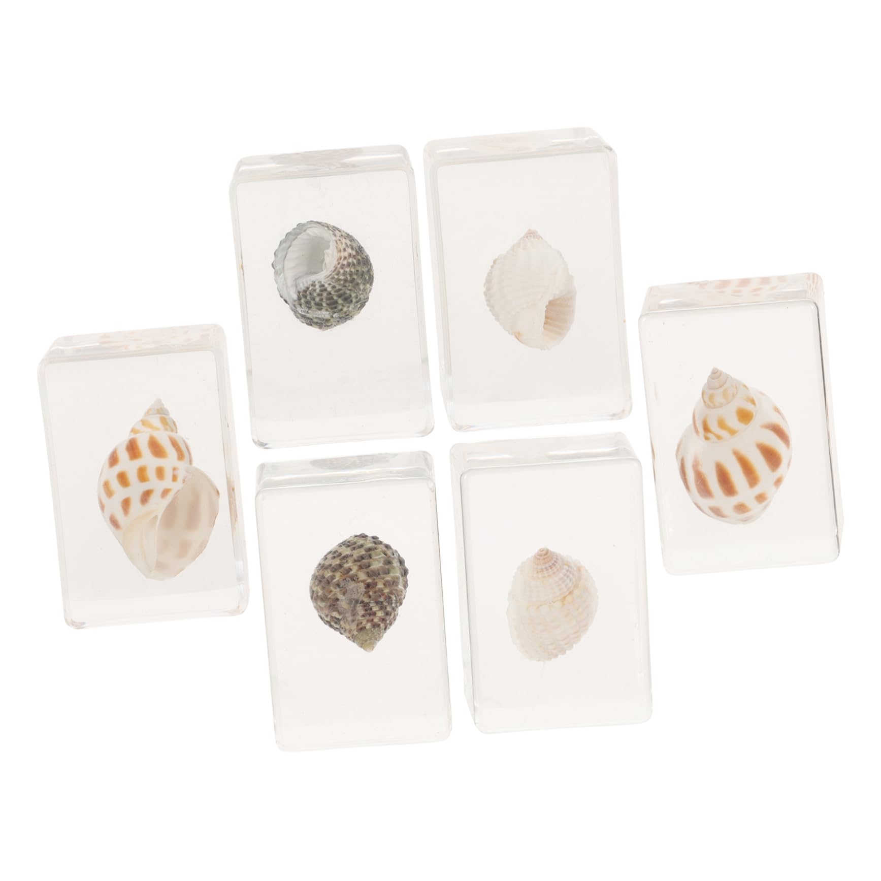 MUCKLILY 6pcs Real Resin Specimen Decor Genuine Shell Ornament Multi-Function Resin for Teaching Collection