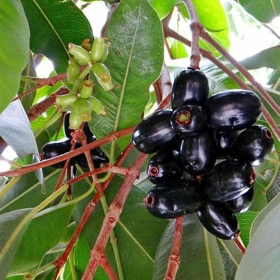 Image of Live Jamun Fruit Plant (Syzygium cumini) ? Black Plum Tree for Outdoor Gardening | Fast Growing, Healthy Live Plant ? Pack of 1