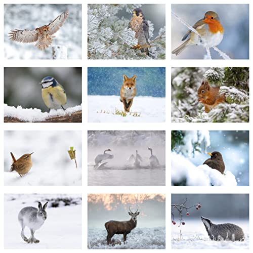 Pack of 24 British Winter Wildlife Greeting Cards. Blank Cards and Envelopes. Eco-Friendly Cards, Envelopes and Box. Blank Inside.