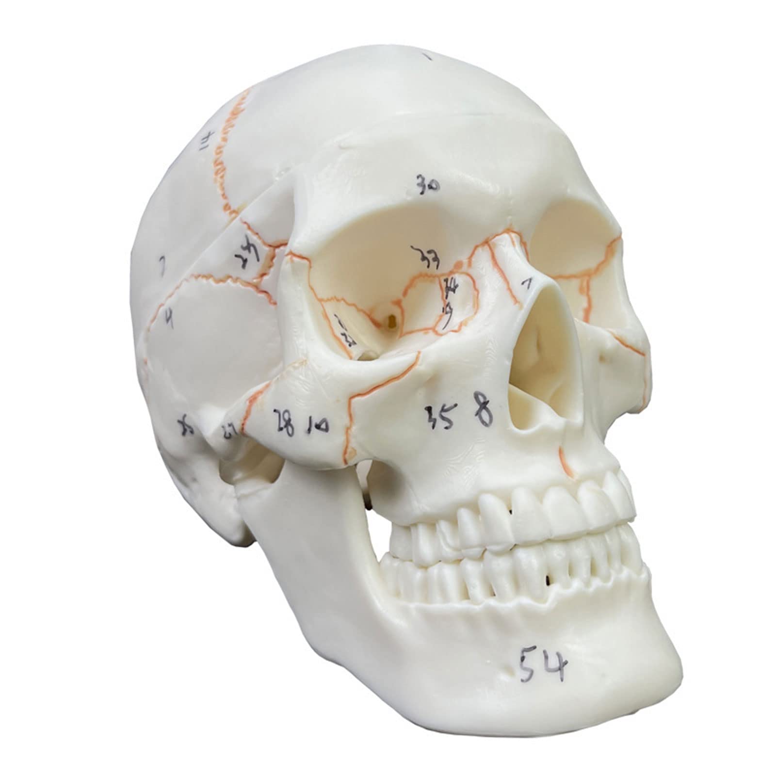 Modello anatomico cranio numerato, 2 parti, misura