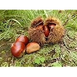 秋の味覚 栗 巨大3L～4Ｌ ゴルフボール程度 1.8k ホクホク