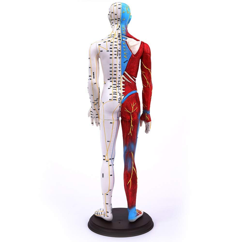 85 cm Model do akupunktury - Anatomiczny model szkieletu mięśni człowieka - Model męski z punktami akupunkturowymi - do nauki meridianów i punktów akupunkturowych