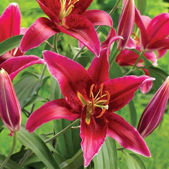 Oakwood Farms� | Oriental Lily | Fragrant Flower |Sweet Fagrance | Flower Bulbs | Imported and Hybrid |for Garden/Outdoors/Planting | Color- Red | Pack of 2-image-24