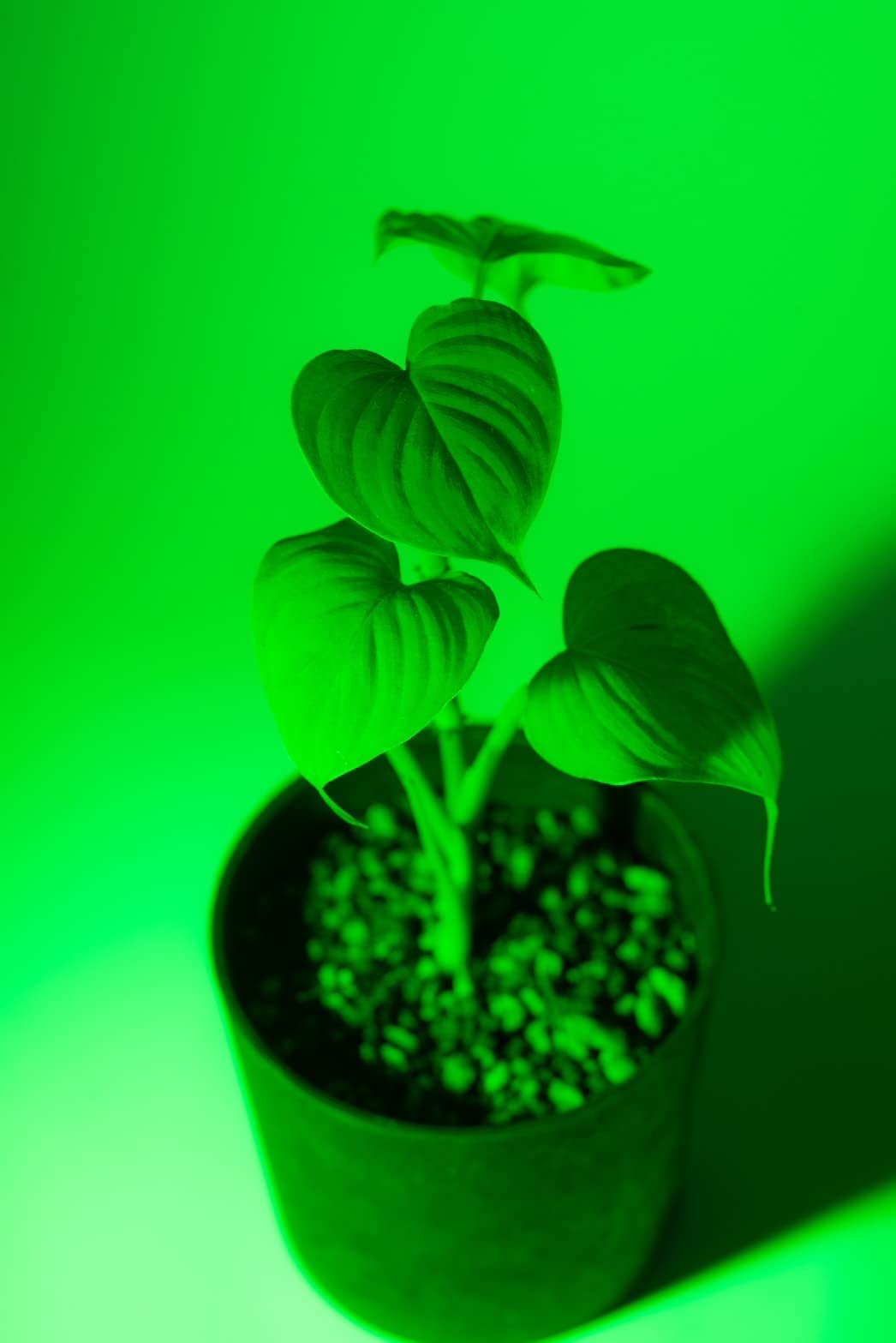 Amazon.co.jp: BANKS Collection GIVE ME GREEN LIGHT by みどりきく Amazon.co.jp: BANKS Collection GIVE ME GREEN LIGHT by みどりきく