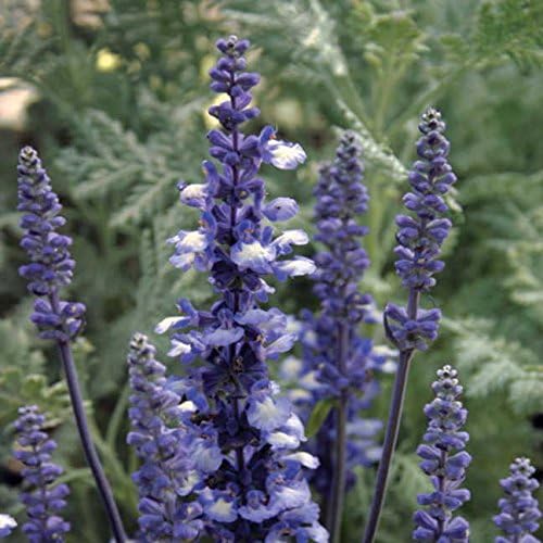 Park Seed Fairy Queen - Semillas de salvia, mariposa, colibrí y abejas, paquete de 50 semillas de colores intensos