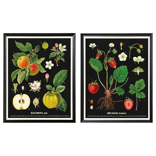 Tableaux botaniques vintage de fruits KNOPPÄNG pour une déco de cuisine élégante 40x50