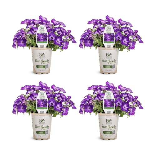 Proven Winners Supertunia Blue Tiara Petunia Live Plant Eco+ Grande 4 Pack