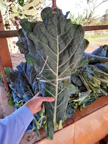 1.000 Sementes Couve Hibrida Kobe Topseed Alta Produtividade