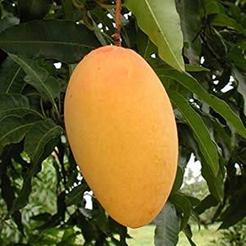 Creative Farmer Mango Amrapali (Grafted) Plant 1.5-2 Feet Height_|PLANT-4-MANGO293ll@