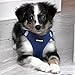 Voyager Step-In Air Hundegeschirr by Best Pet Supplies - All Weather Mesh Step in Vest Harness für kleine und mittlere Hunde, Königsblau, size L - Brust 45-52 cm