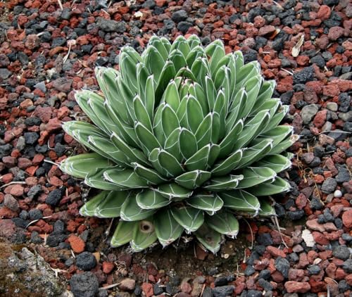 5 Agave Victoriae- Reginae Seeds