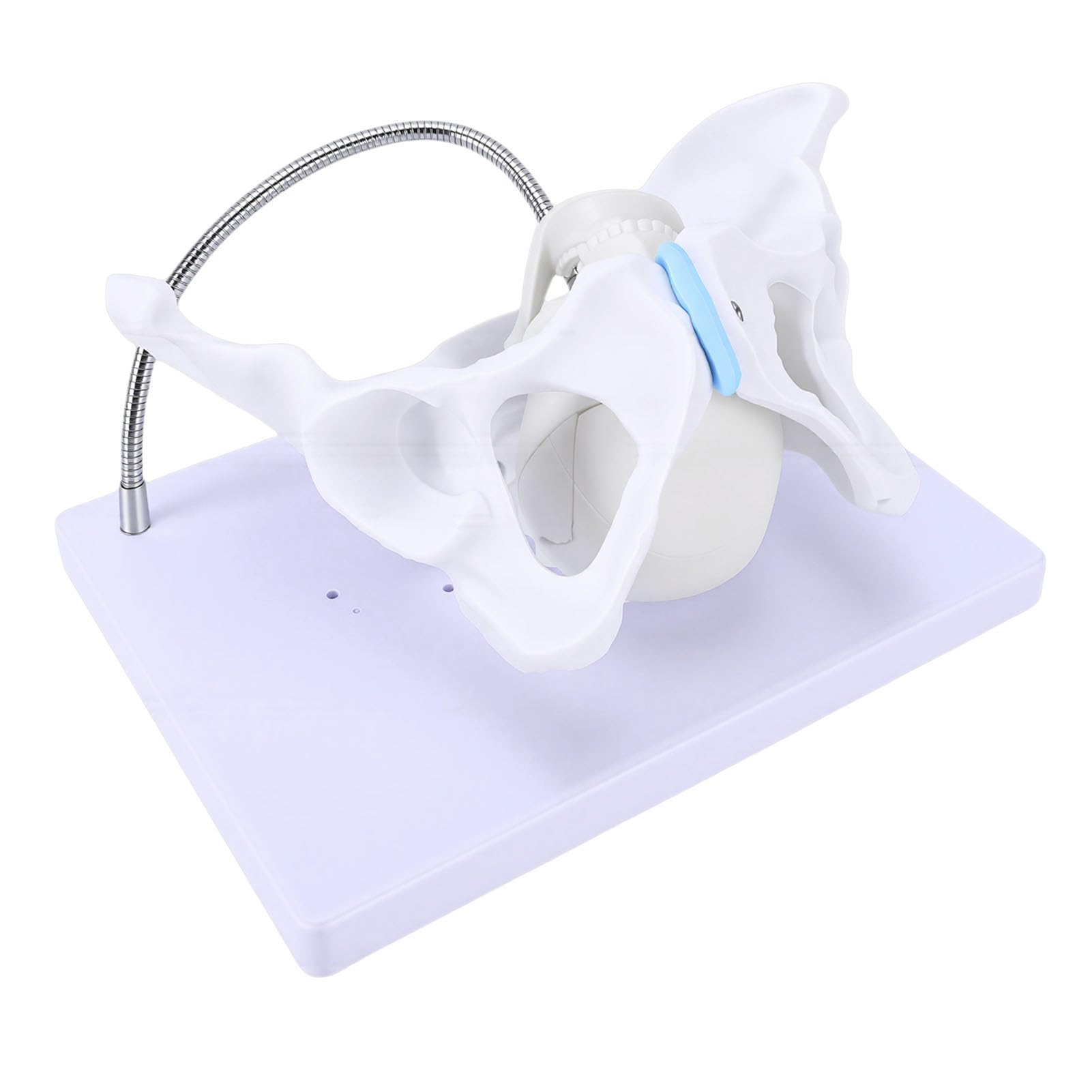 Yanmis Pelvis Skeleton Model with Interactive Learning Tool and Proportional Structure for Anatomy Teaching, Fetal Delivery, 1 Unit