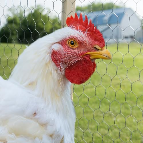 Image of YARDGARD 2 Inch Poultry Netting, Chicken Wire Fence, 20 Gauge Galvanized Steel, Rabbit Fencing, Bird Enclosures, Garden Protection and Plant Support, 24 Inches x 150 Feet