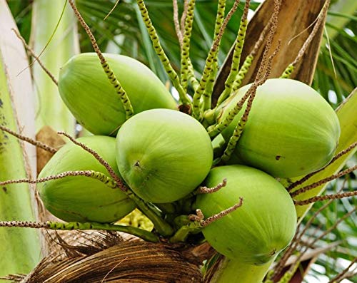 Miniatura 7 de Food to Live Coco rallado, 10 libras  Copos de coco sin azúcar, desecado, kosher, vegano, a granel. Sin sulfitos añadidos. Rico en fibra dietética.