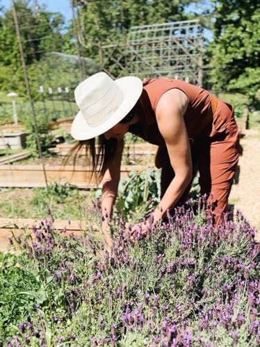 Image of Live Lavender Plant with Pot | Aromatic Plant Live | Flowering Lavender Shrub for Home Garden Balcony Terrace Indoor Outdoor