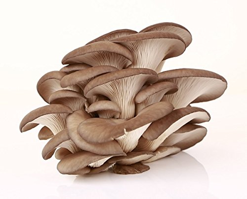 Oyster Mushroom for Home and Garden Cultivation - 3 kg - Seeds