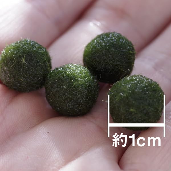 Amazon.co.jp: (水草)国産 ミニ マリモ （約1cm）（1個）[生体