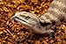 RediChip Reptile Bedding Loose Medium Coconut Chip Substrate 36 Quart Coco Husk Mulch for Snake and Gecko Habitat, Ball Python Terrarium, Lizard and Turtle Tanks, Tortoise Enclosure (4 Pk)
