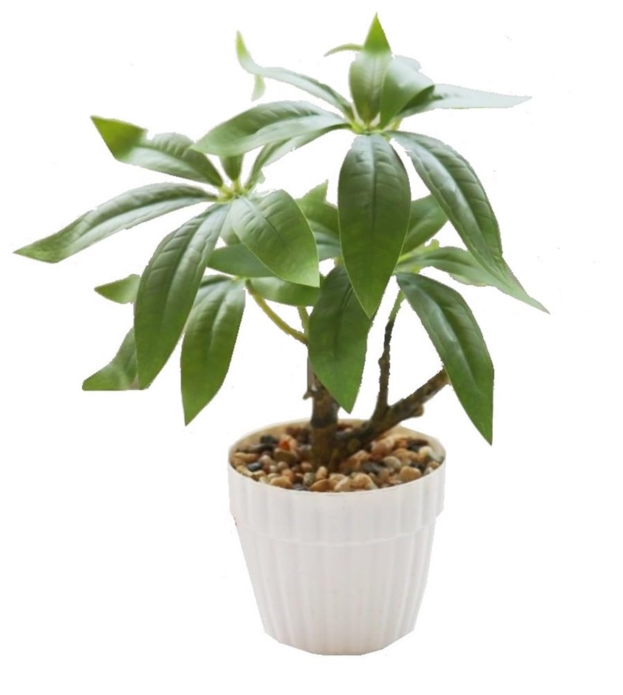 Amazon｜MedianField 光触媒 観葉植物 パキラ 鉢植え 消臭 抗菌