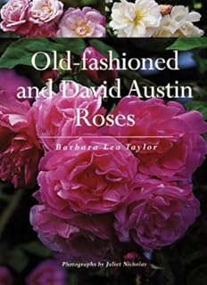 Old-fashioned and David Austin Roses