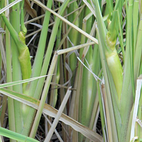 マコモ | 佐渡島の植物と民俗