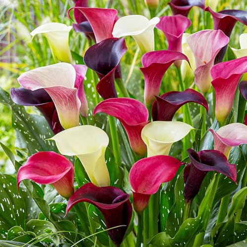 Bulbes de Lys Calla Collection Pourpre & Rose - Zantedeschia Lys Bulbes - 10 Bulbes de Fleurs à Planter Extérieur - Naturelle Plantes de Hollande pour Jardin et Pot (pas de graines, non artificielle)