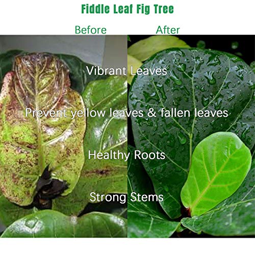 Fertilizante Líquido FOLLOWIN para Ficus Lyrata 21 fl oz miniatura 3