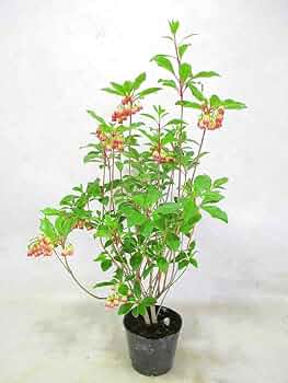 Amazon.co.jp: ドウダンツツジ 口紅更紗ドウダンツツジ 苗木 3.5号