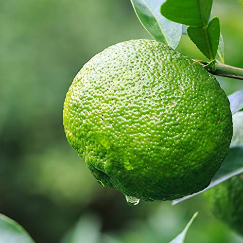 Image of Organic Lemon Seeds | (25 Seeds, 1 Packet) Non Hybrid Nimbu Beej For Pots Farming & Gardening Seeds